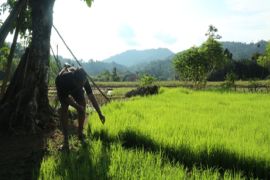 Tradisi pengolahan gula aren, nafas yang menjaga hutan di Kampung Moncok