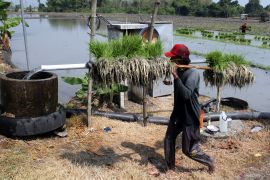 Pemanfaatan Electric Farming di Ngawi