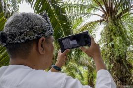 Sensor ukur kematangan buah sawit untuk masa depan petani