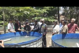 Alfamart fasilitasi pengembangan budidaya lele di Desa Penusupan