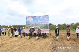 Pemkab Tanjabar dan WKS tanam jagung kuartal IV