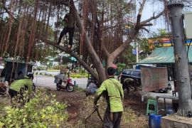 Sudin Tamhut Jakut tangani 6.007 pohon rawan tumbang sepanjang 2025