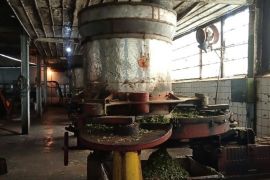 Pabrik teh Kayu Aro  tetap fungsikan mesin tua peninggalan Belanda