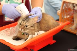 Vaksinasi rabies gratis di Surabaya