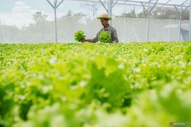 Pasokan selada air untuk dapur SPPG