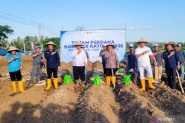 Kementerian Pertanian tanam perdana tebu bongkar ratoon di Situbondo