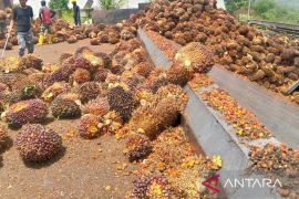 Pabrik sawit tanpa HGU di Abdya rugikan petani akibat permainkan harga pola plasma