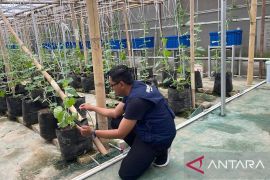 Umah Tani Kota Serang sukses terapkan pertanian zero waste di lahan sempit