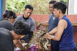 Pemkab Lamsel lepas liarkan enam ular hasil tangkapan dari rumah warga