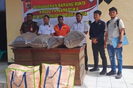 Direktorat Narkoba Polda Papua musnahkan 21,3 kilogram ganja kering dari PNG