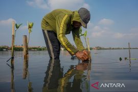 Gerakan Mageri Segoro tanam dua Juta bibit mangrove di 17 kabupaten Jawa Tengah
