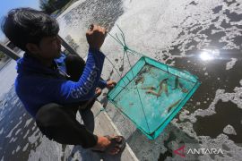 KKP buka rekrutmen 3.000 tenaga kerja dukung tambak udang Waingapu