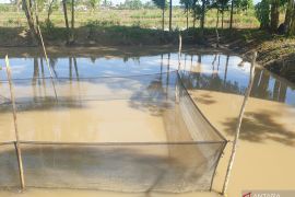 Pemkab Banyuasin berupaya pertahankan sebagai penghasil ikan patin terbesar di Sumsel