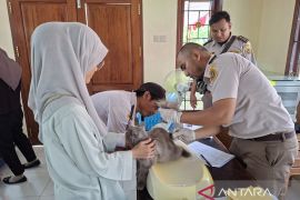 BKHIT Papua Barat vaksinasi 182 hewan peliharaan cegah rabies