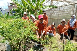 Mataram belajar tanam cabai ke Lombok Timur  kendalikan inflasi