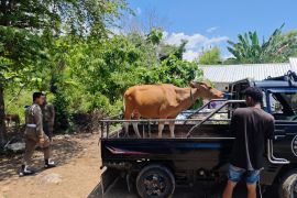 Pemkab Mabar meminta warga laporkan ternak berkeliaran di Labuan Bajo