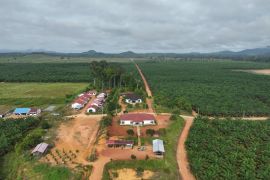 PLN dukung electrifying agriculture: Listrik andal dorong produktivitas industri sawit di Ketapang