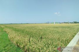 Optimalisasi lahan tingkatkan produksi padi dengan tanam tiga kali setahun di Demak