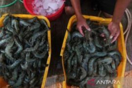 KKP Sebut Udang Lokal Masih Jadi Primadona Masyarakat Nusantara