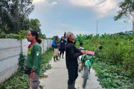 BKSDA lakukan penggiringan harimau terisolasi di BRIN Agam ke induknya (Video)