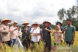 Wabup Paluta panen raya di Pagaran Sikkam: Wujud sinergi daerah dan pusat dorong ketapang
