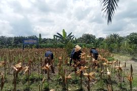 Ditjenpas Jambi gandeng Bulog serap jagung binaan Lapas Narkotika