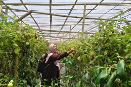 Lahan tanam cabai dengan sistem 'green house' di Mataram mulai dipetakan