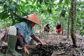 Kopi tangguh iklim bantu petani Kepahiang hasilkan panen berlipat