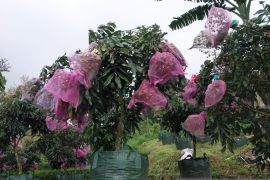 Arah pengembangan dan produksi buah Indonesia