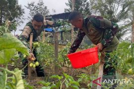 Satgas TNI Yonif 521/DY mendorong ketahanan pangan di Napua Jayawijaya
