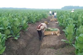 PTPN cadangkan 500 Hektare lahan untuk hidupkan Kembali kejayaan Tembakau Deli