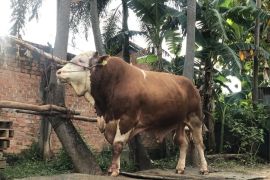 Sumsel larang keras potong sapi betina produktif