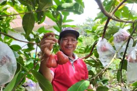 Petani Tabalong "populerkan" Jambu Citra secara mandiri