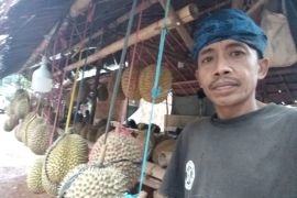 Musim durian, pengunjung saba budaya Badui mulai ramai