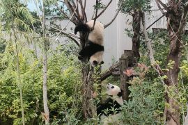 Menengok dunia "gemoy" nya panda di Chengdu