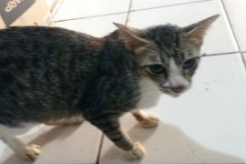 Dalam 14 tahun terakhir, Kabupaten Lebak terbebas dari rabies