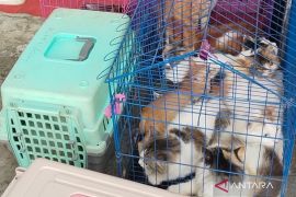 Sebanyak 20 warga Mukomuko digigit hewan penular rabies