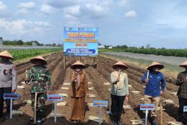 Tanam perdana tebu bongkar ratoon perkuat swasembada gula nasional