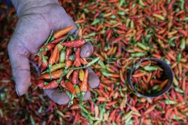 Pemprov bantu bibit cabai gratis perkuat ketahanan pangan di Kalimantan Tengah