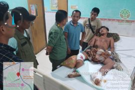 Pria di Inhu selamat dari kepungan serangan harimau