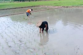 Kelompok tani di Lebak diajak percepat masa tanam