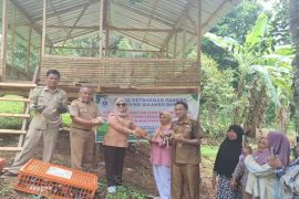 Pemprov Sulbar salurkan 1.000 ekor ayam KUB kepada kelompok wanita tani Mamuju