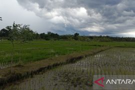 Babel targetkan tanam padi sawah 2.173 ha pada musim tanam II wujudkan swasembada beras