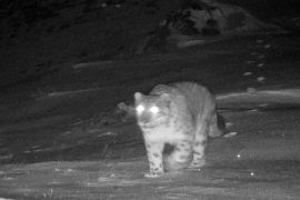 Survei Populasi Catat 59 Ekor Macan Tutul Salju di Huangnan Qinghai