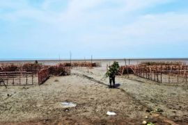 Kalsel kemarin dari rehabilitasi ekosistem pesisir hingga peningkatan gizi