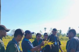 BRMP: IP2MP Makariki jadi wahana strategis perbenihan padi di Malteng