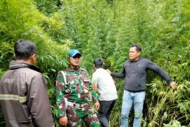 Kodim 0205/TK temukan ladang ganja di Hutan Sibuatan, pemilik belum ditemukan