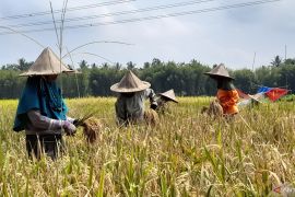 Petani Serang sambut baik penurunan HET pupuk subsidi