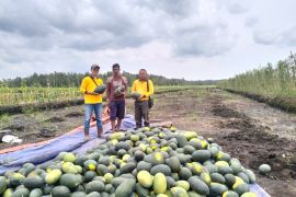 PT Bumi Andalas Permai dorong petani di OKI kelola lahan ramah lingkungan