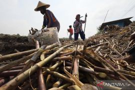 Mengejar swasembada gula tebu 2026